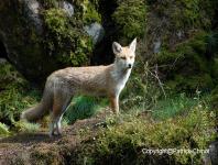 images/renard/renard copie.jpg